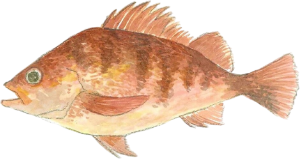 アカメバル