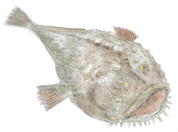 アンコウ