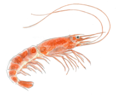エビ