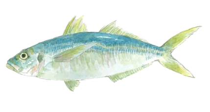 サバ