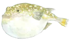 ふぐ