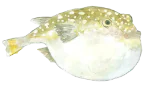 ふぐ